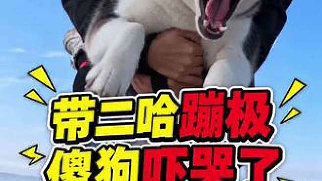 带二哈蹦极，傻狗惨叫连连魂儿都吓没了…
