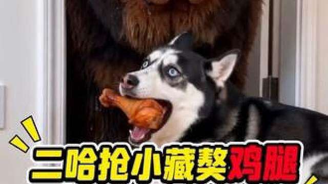 二哈抢小藏獒鸡腿，被獒妈抓个正着，下一秒