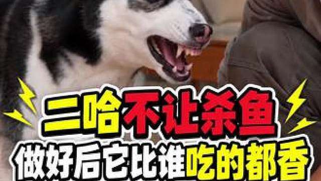 二哈不让主人杀鱼，结果做好后它吃得最香