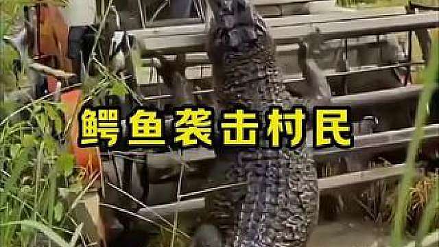 潜伏在稻田里的鳄鱼袭击村民