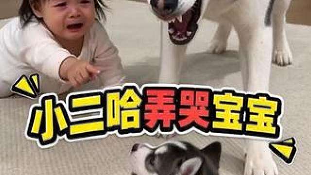 小二哈欺负宝宝，狗爸直接大义灭亲，笑死了