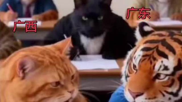 猫咪的迷惑行为