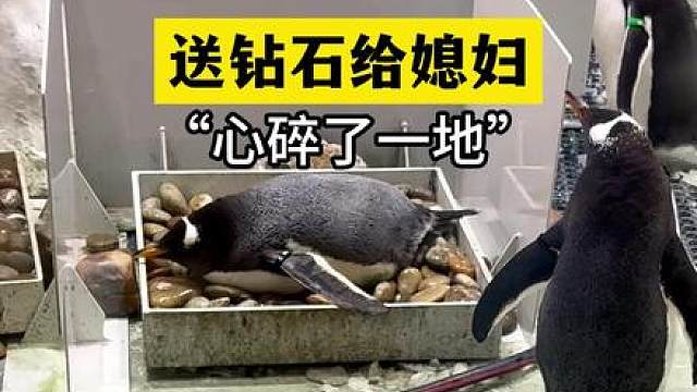 原来Q钻是真的