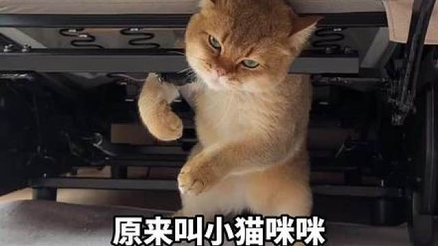 不是全国的小猫都会被咪咪两个字召唤的！