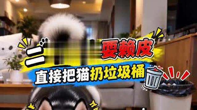 二哈猫咪比赛吃火腿，傻狗耍赖笑死我了