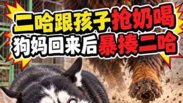 二哈竟跟孩子抢奶喝，当狗妈回来后，都别笑
