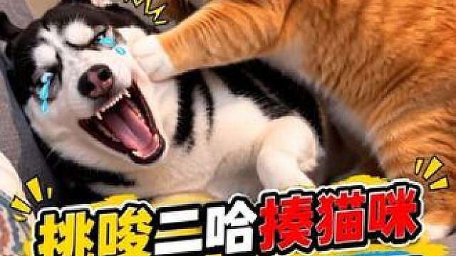 主人挑唆二哈揍猫咪，结果二哈被猫咪揍哭了