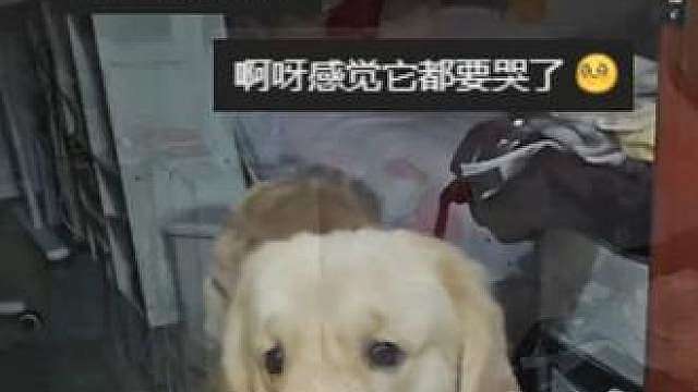 女儿离开家去上 学，家里的金毛每天都到房间里找人，眼神一天比一天忧郁