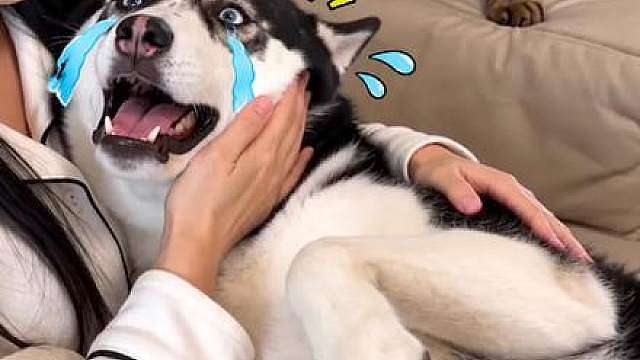猫咪揍二哈，二哈哭着找主人告状，嚎啕大哭