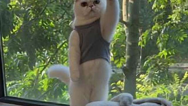 猫咪的迷惑行为