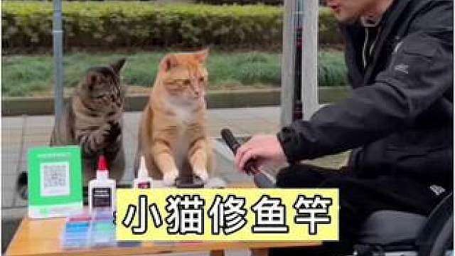 小猫修完鱼竿 顺便羞辱了我一下