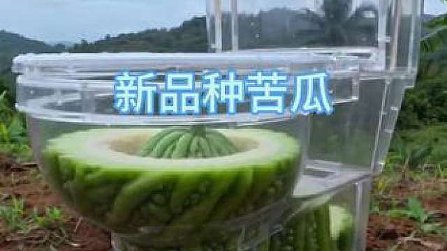 新品种苦瓜 原来苦瓜还能这样种