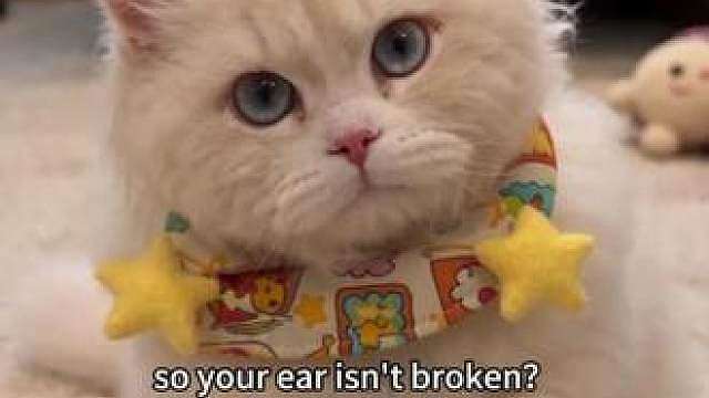 小猫咪的耳朵怎么“开胶”了？