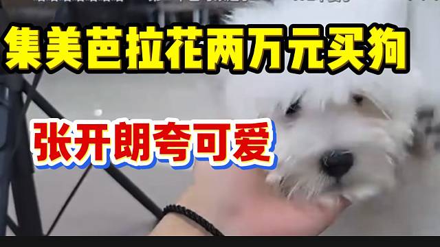 集美雅婷误摔芭拉两万块钱的小狗，张开朗看后惊呆了！