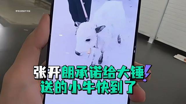 张开郎承诺给大锤送的小牛快到了