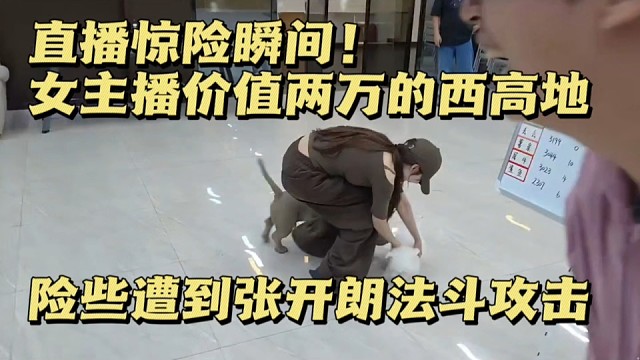 直播惊险瞬间！女主播价值两万的西高地，险些遭到张开朗法斗攻击