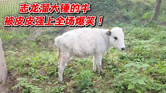 志龙溜大锤的牛！被皮皮强上全场爆笑