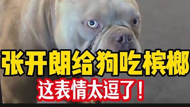 张开朗爆笑给狗吃槟榔，这表情也太逗了吧！