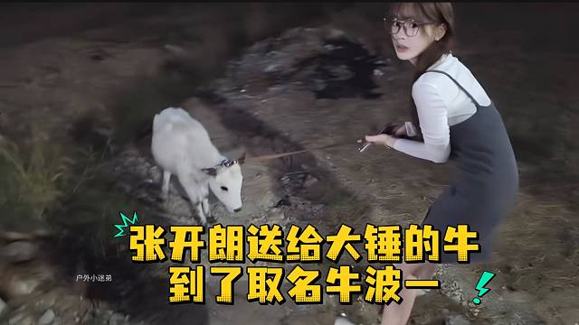 张开朗送给大锤的牛到了取名牛波一