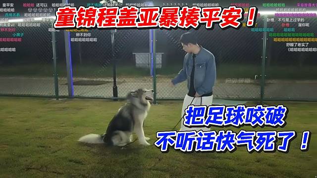 童锦程盖亚暴揍平安！把足球咬破不听话快气死了