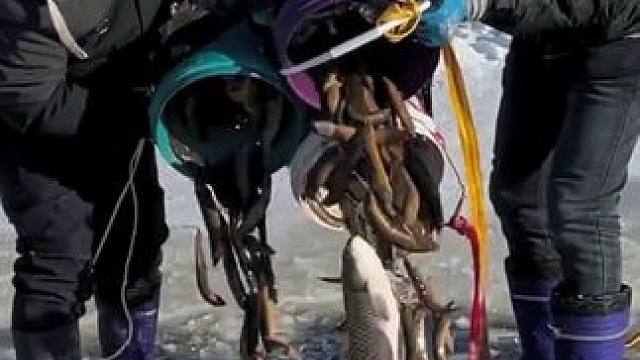 #户外捕鱼 #好多鱼