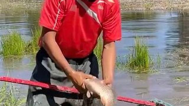 #户外捕鱼 #好大一条鱼