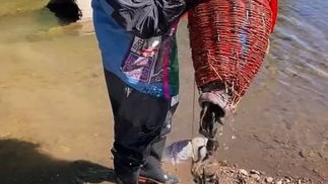 #户外捕鱼 #好多鱼