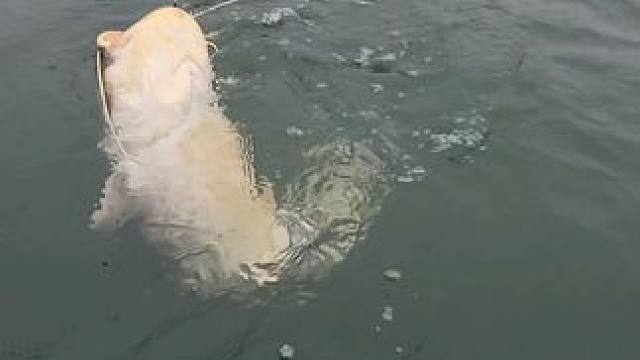 #这鱼哪个钓友看了不羡慕 #每个钓鱼人都有个百斤巨物梦 #冬天总要出门钓