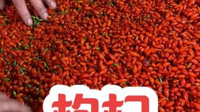 人到中年不得己，茶杯里面泡#枸杞 #大自然的馈赠 #养生 #农村生活