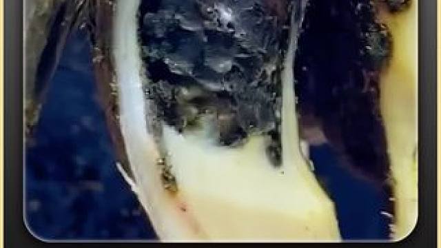 这是什么神仙牛蹄，内部居然藏满了黑巧克力#修蹄 #解压 #助眠 #强迫症 #极度舒适