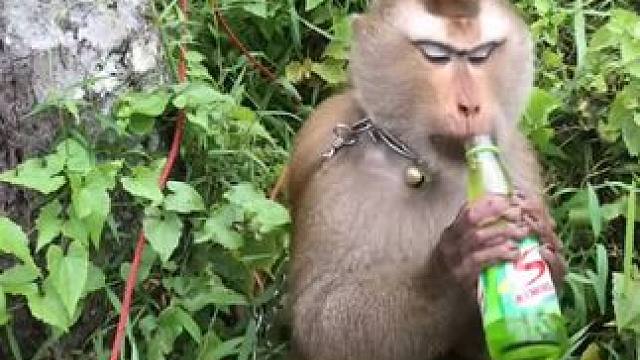 打工猴喝泰国红牛 #国外视频分享 #猴子成精 #打工猴