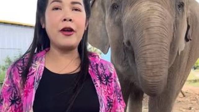 泰国宠物大象吃黄瓜 #国外视频分享 #奇妙的动物 #宠物