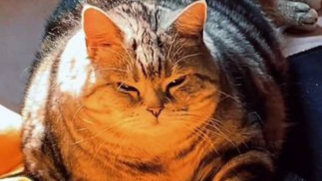 猫猫就是一个煤气罐呀 #猫猫 #煤气罐小猫咪天花板 #猫猫的事情你少管 #胖猫猫 #胖宝宝哈基米