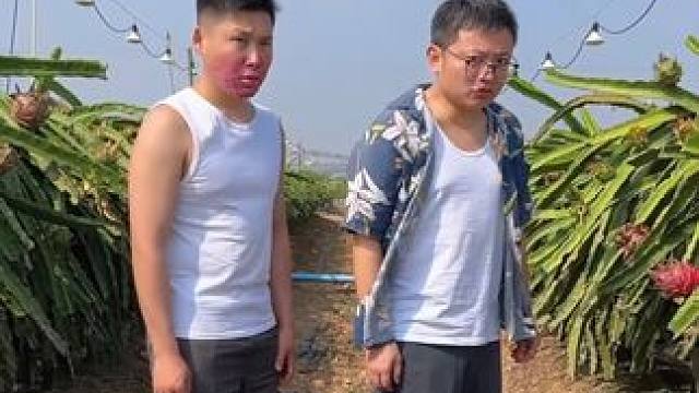 两兄弟在火龙果园上班的第一天 #火龙果