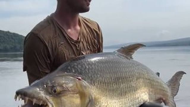 食人鱼的大表哥巨狗脂鲤 #国外视频分享 #好大一条鱼 #钓鱼的乐趣只