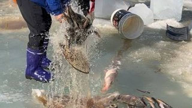 #户外捕鱼 #好多鱼