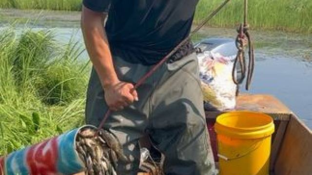 #户外捕鱼 #好多鱼