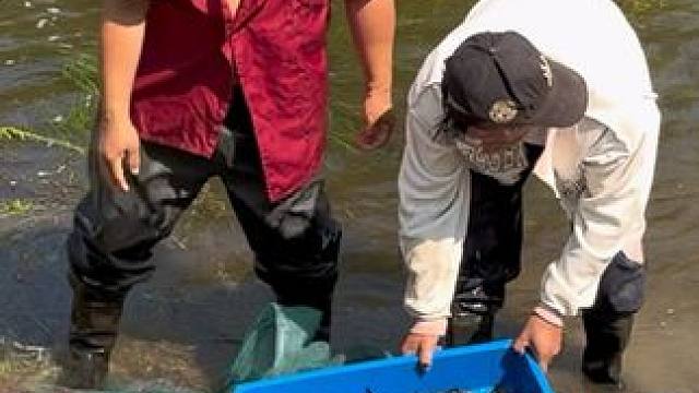 #户外捕鱼 #好多鱼