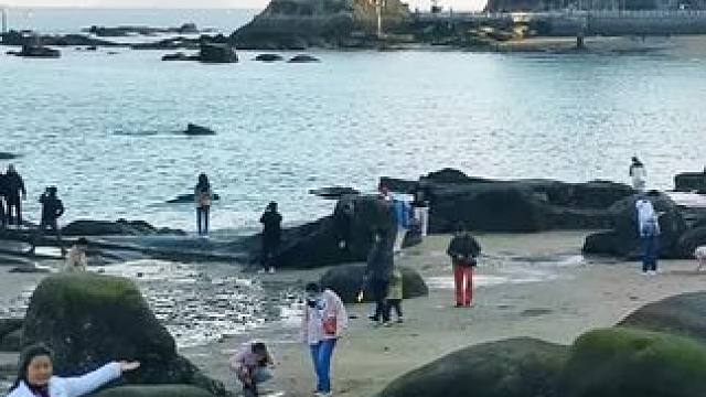 这片美丽的海，是游客打卡地！#手机摄影 #闽南语歌曲 #厦门风景 。