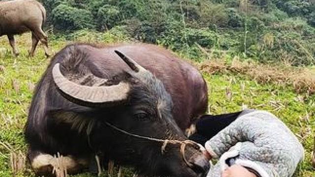 牛牛吃饱了就喜欢躺在田里面#田园生活 #放牛的生活 #记录我的乡村生活