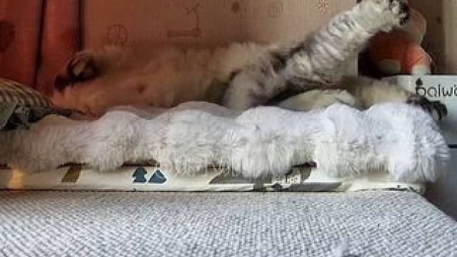 一年将至，感谢大家对阿b的喜爱❤️提前祝大家新年快乐～ #监控下的猫咪 #小猫咪是看不腻的 #它只是