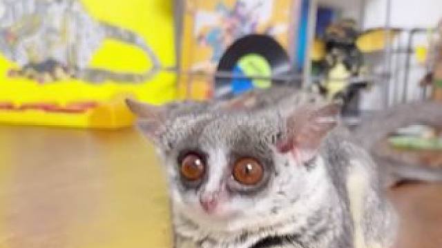 可爱的婴猴 #国外视频分享 #奇妙的动物 #宠物