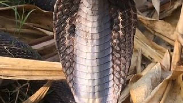 大号掏耳勺 #国外视频分享 #野生动物零距离 #奇妙的动物