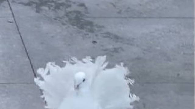 又在骗我养鸽子~