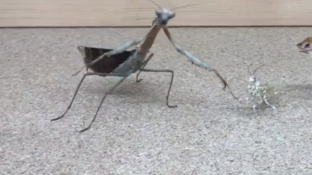 螳螂安静时好象在祈祷，遇到威胁时会"跳舞"吓唬对方。