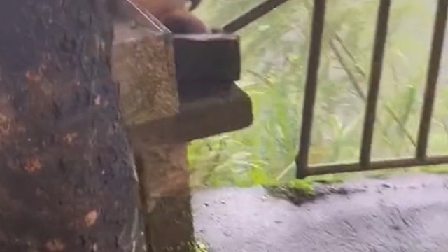 太有灵性了，挠个头就知道换个东西来喂