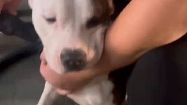 你的爱犬洗澡吗 多久洗一次 我的爱犬洗澡而且 我都是用药浴洗澡 贼好用哦#狗洗澡 #斯塔福 #杜宾 