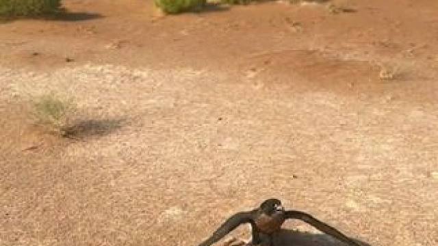 野生动物零距离~