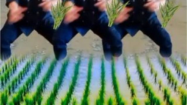 #谁拍谁火 #农忙插秧 #左哥菜品 #美食