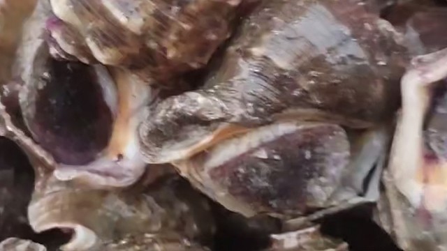 刚捕捉上来的大海螺